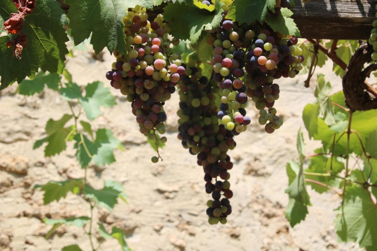 ביבונה Podere Campo Alle Serpi מראה חיצוני תמונה